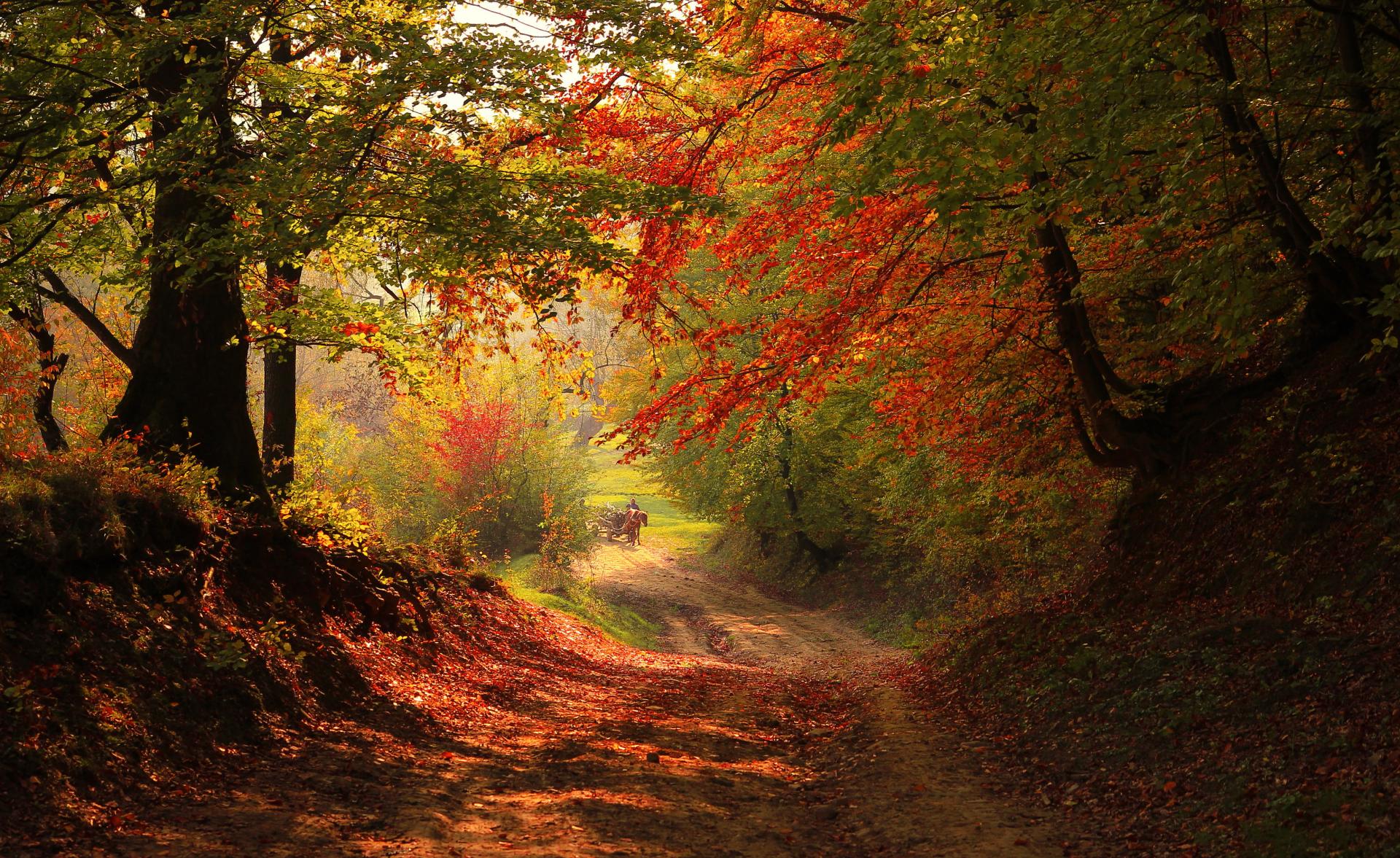Entrance to the autumn forest